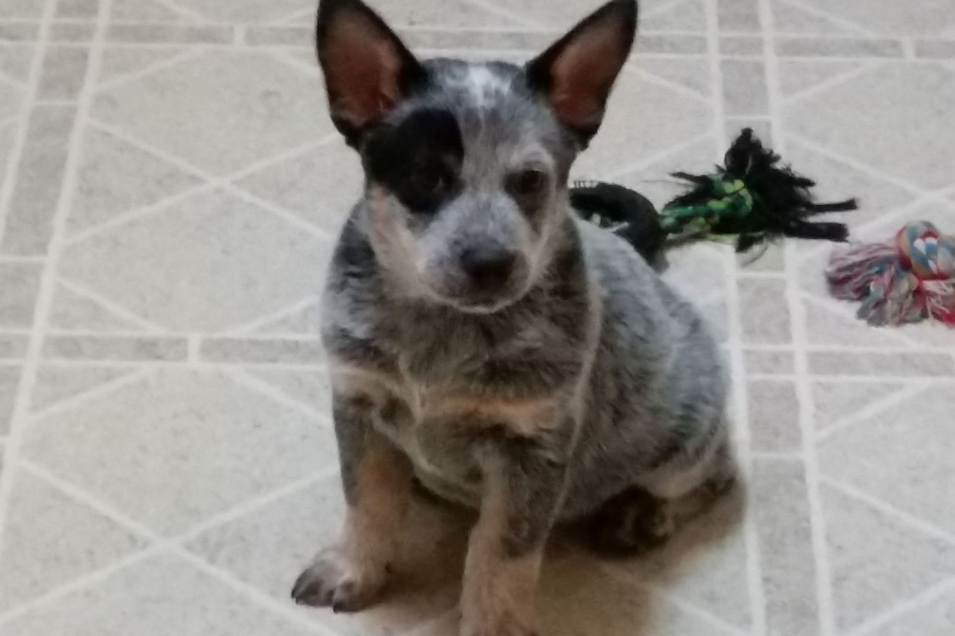 Lost Mule Australian Cattle Dogs - Puppies For Sale