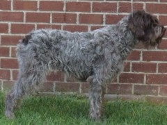 akc wirehaired pointing griffon