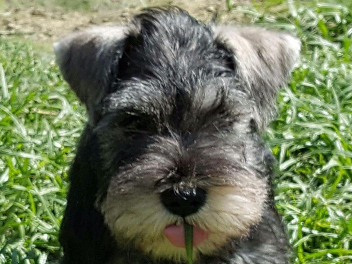 Manit Staffordshire Bull Terrier Puppies for Sale in Terrell, TX