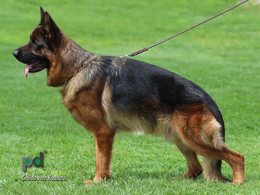 from kennel vom Hismerh , Top Quality 100 Europian German Shepherds a
