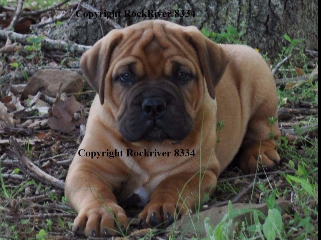 Rock River Puppies For Sale