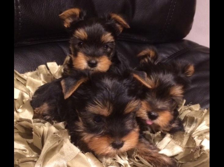 Mihaela Pascut Yorkshire Terrier Puppies for Sale in Dublin, CA AKC