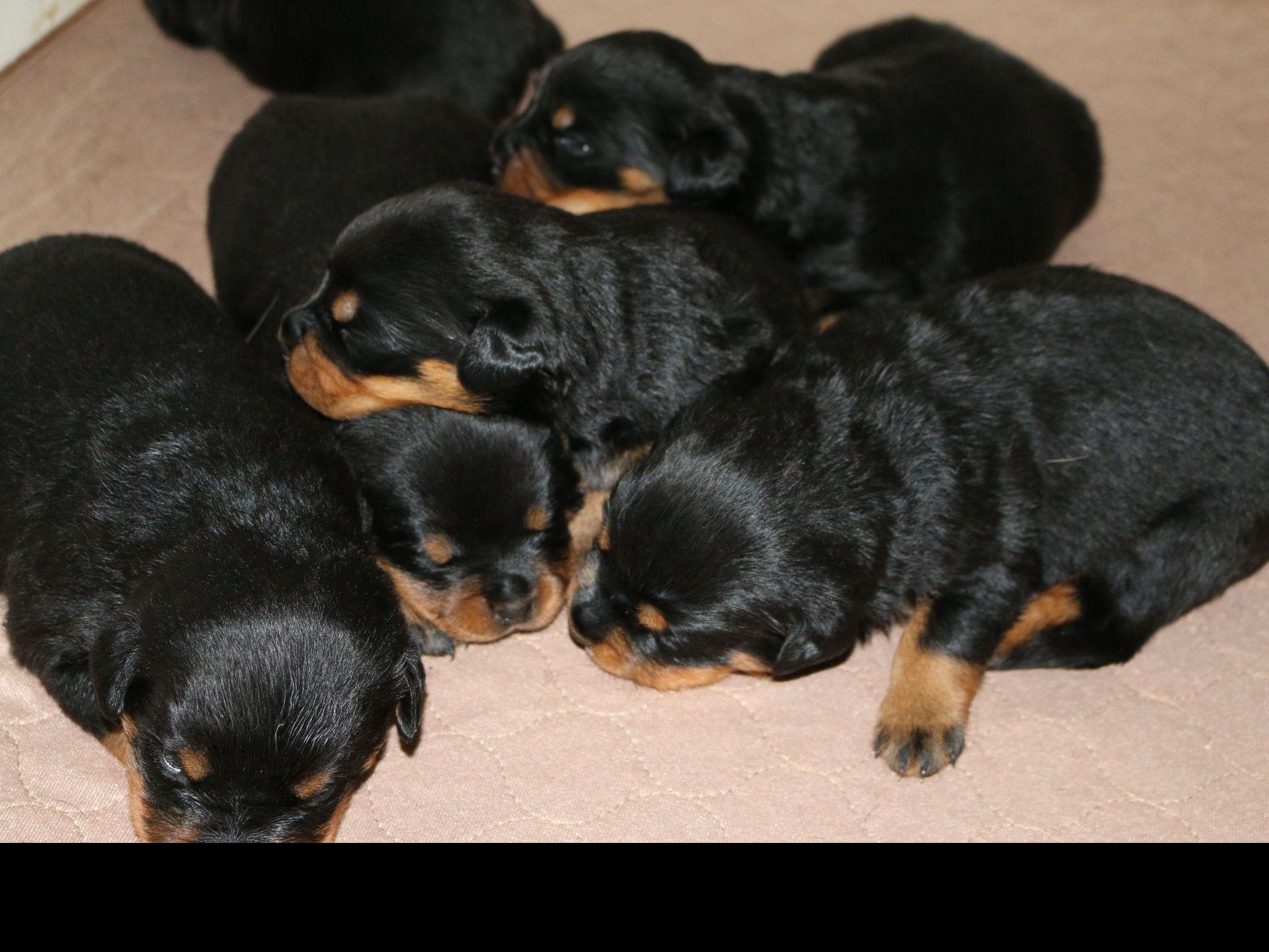 King Rottweilers Rottweiler Puppies For Sale