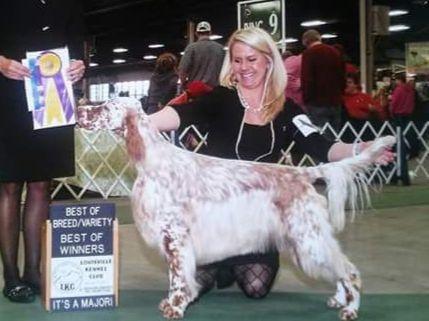 English Setter Puppies For Sale - AKC PuppyFinder