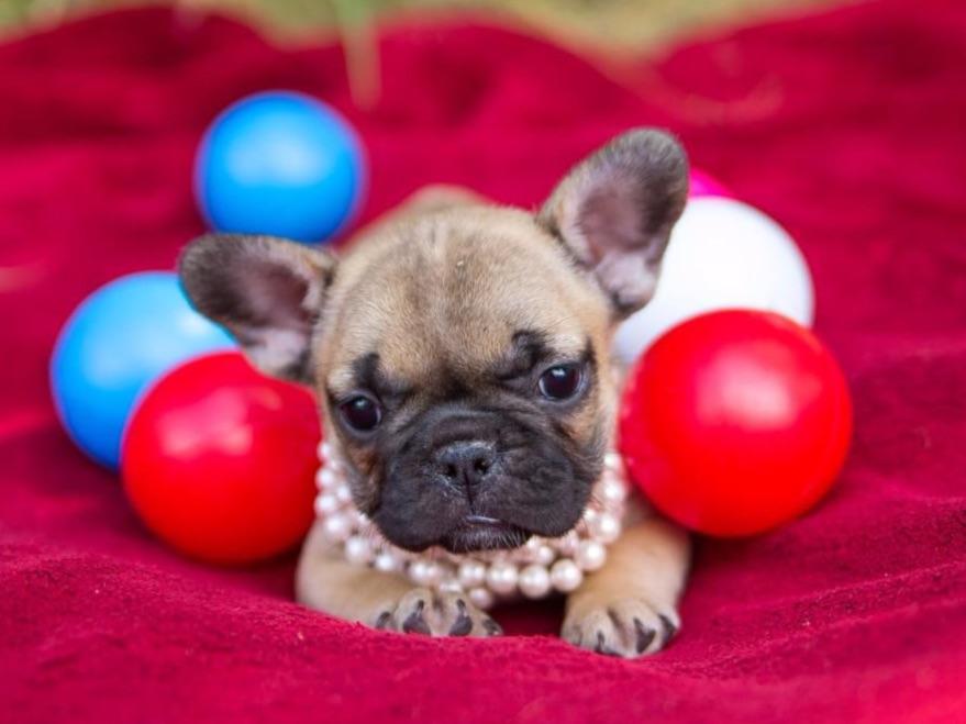 ONE OF A KIND FRENCHIES Puppies For Sale