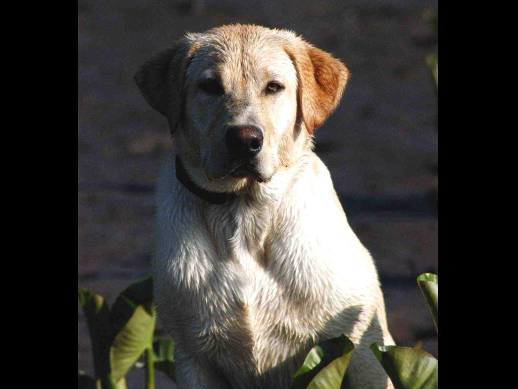 Thunder Labradors, LLC Labrador Retriever Puppies for Sale in