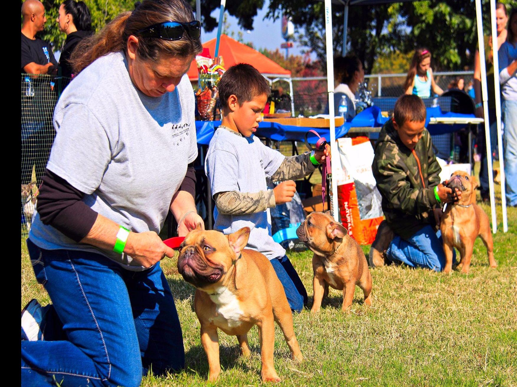Runamuk Ranch French Bulldog Puppies for Sale in Madera, CA AKC