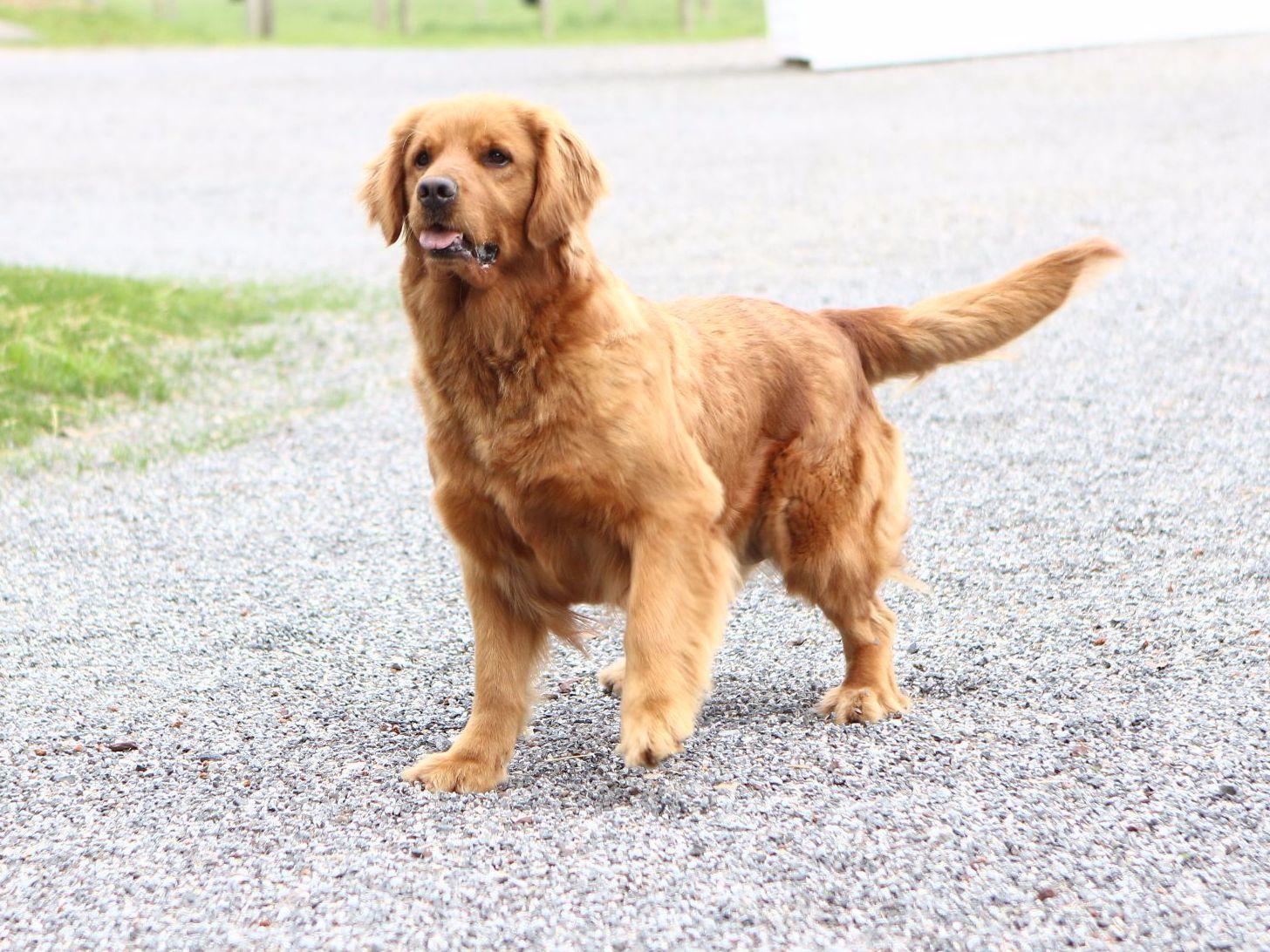 Steve Yoder Golden Retriever Puppies for Sale in Honey Brook, PA