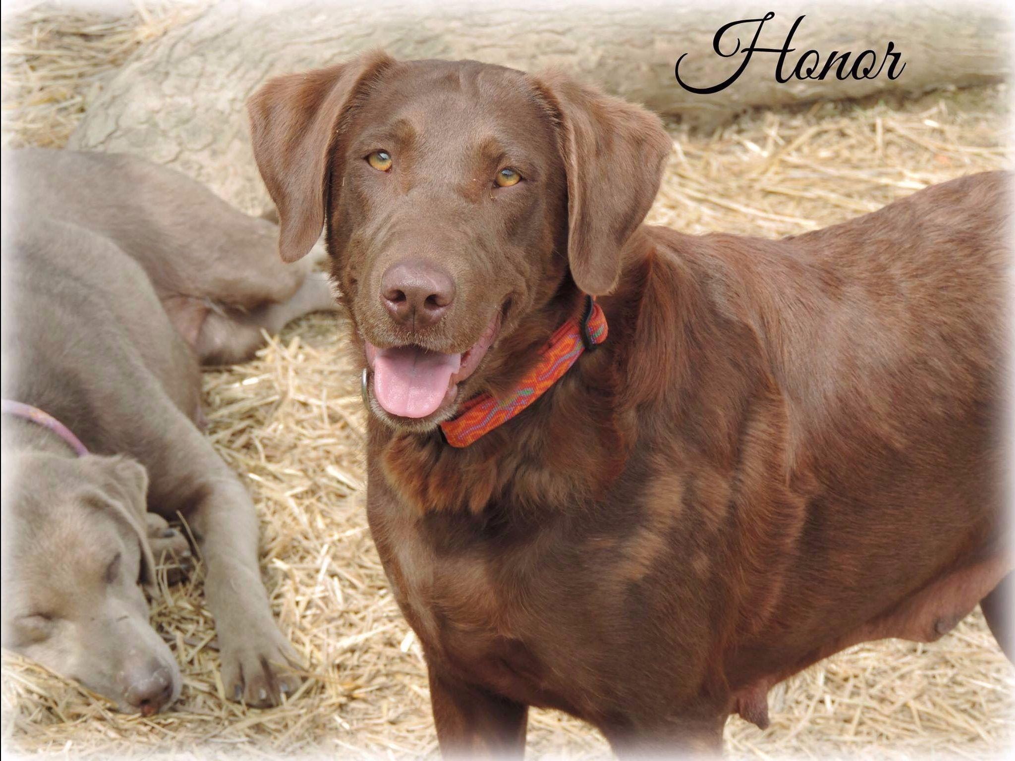 Avon Kennels Puppies For Sale