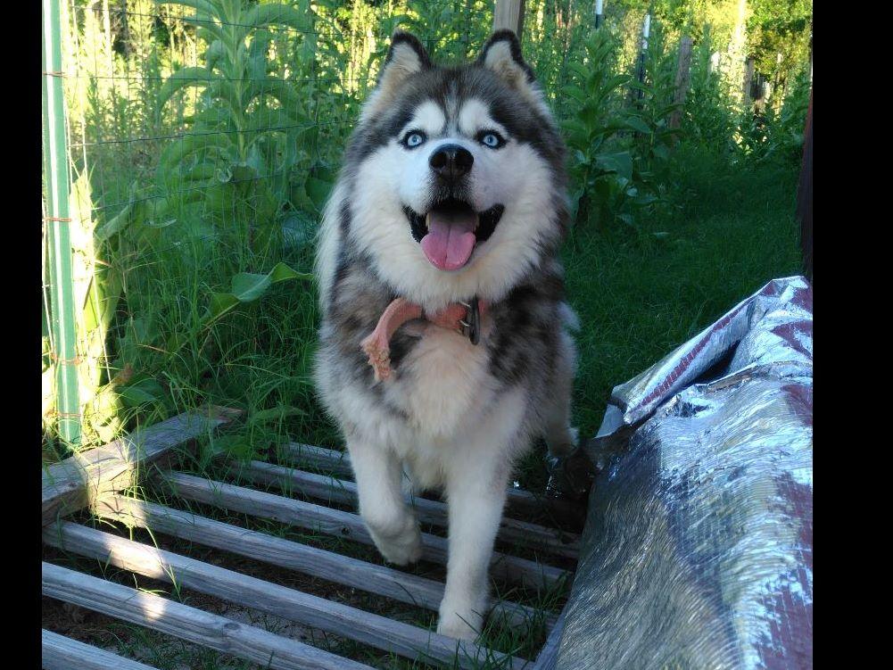 Reyes Husky Kennels Siberian Husky Puppies for Sale in Ellerbe, NC