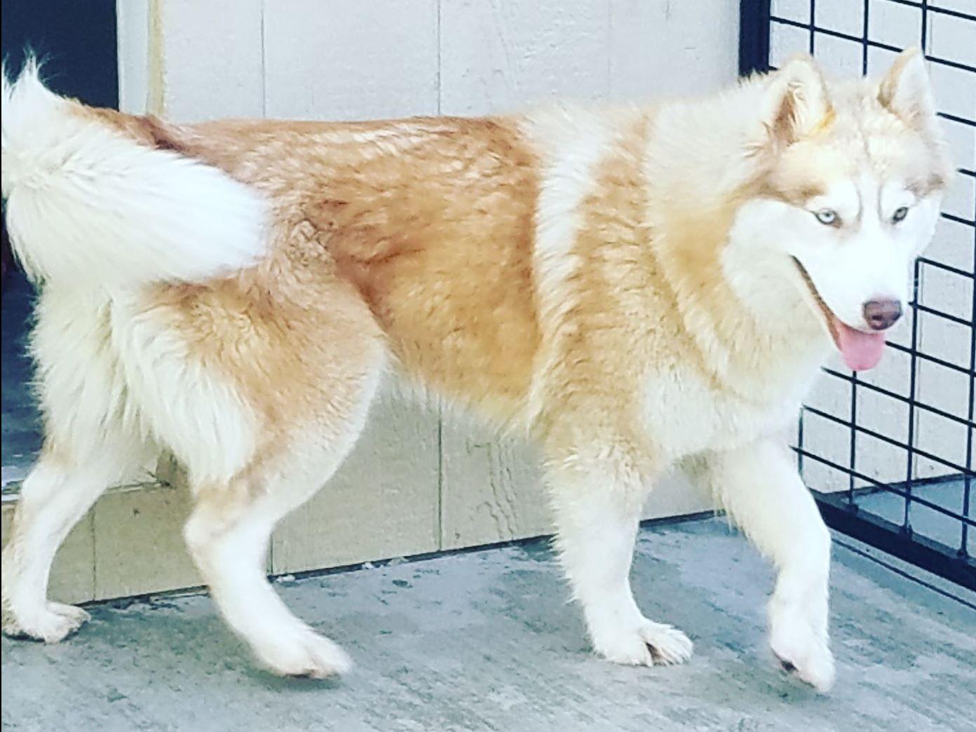 Cyndi's Loveable Huskies Puppies For Sale