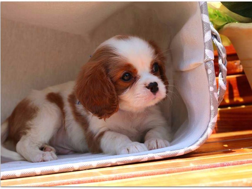 Lockwood Cavaliers Cavalier King Charles Spaniel Puppies for Sale in