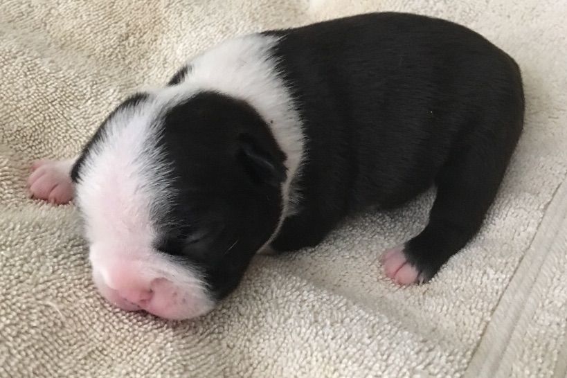 Katy Nieblas Boston Terrier Puppies for Sale in Taft, CA AKC