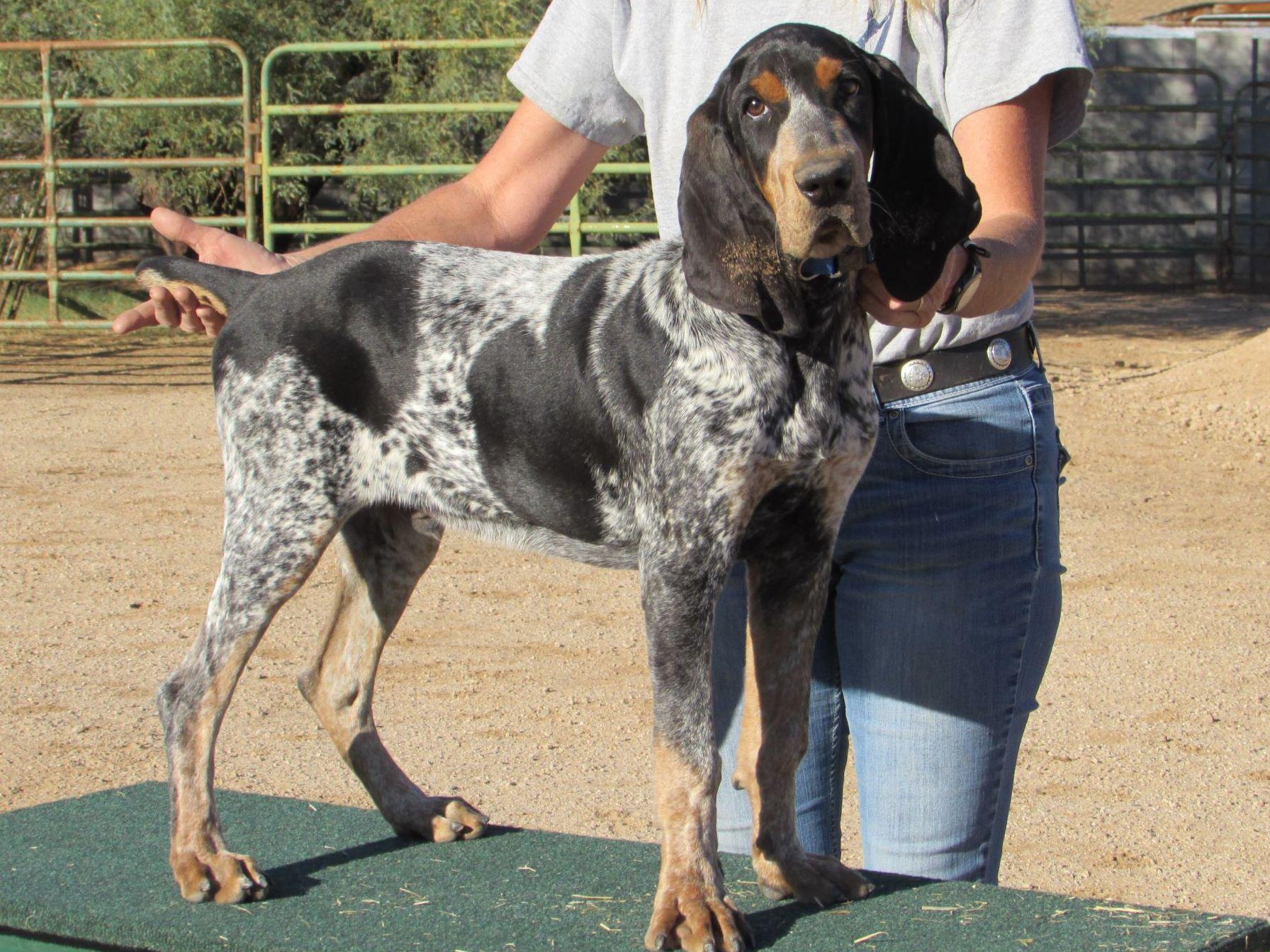 blue tick hound for sale blue tick hound for sale