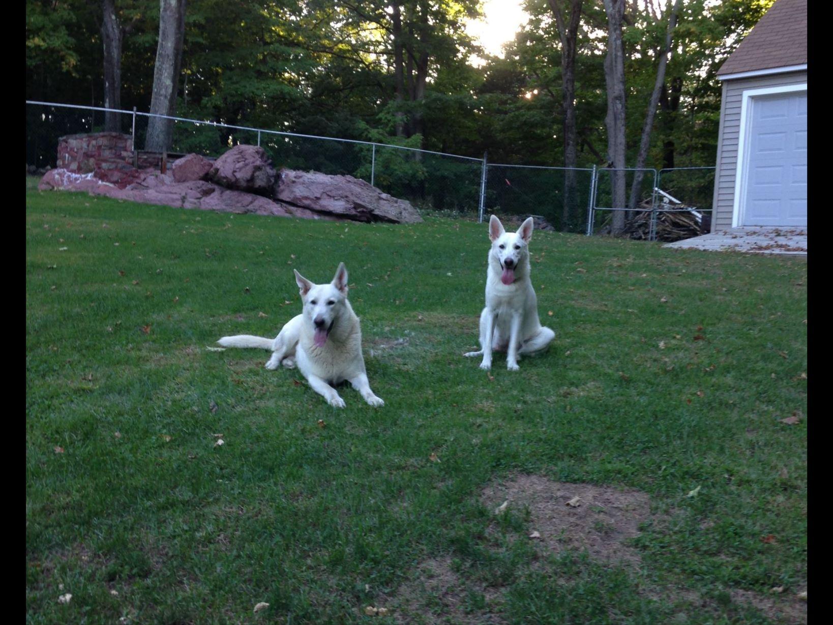 Robinson's Kennels Kendra Robinson German Shepherd Dog Puppies for