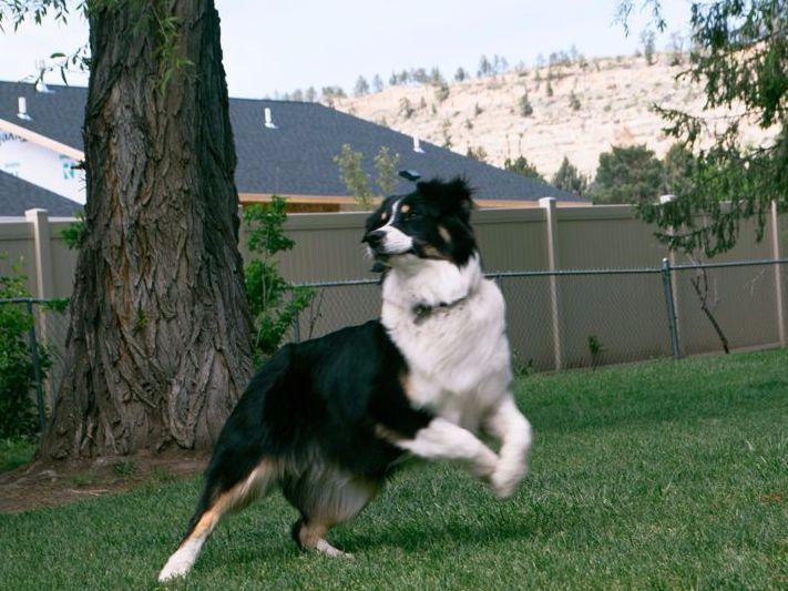 Turnin' The Herd Aussies Australian Shepherd Puppies for Sale in