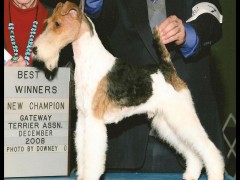 akc wire fox terrier