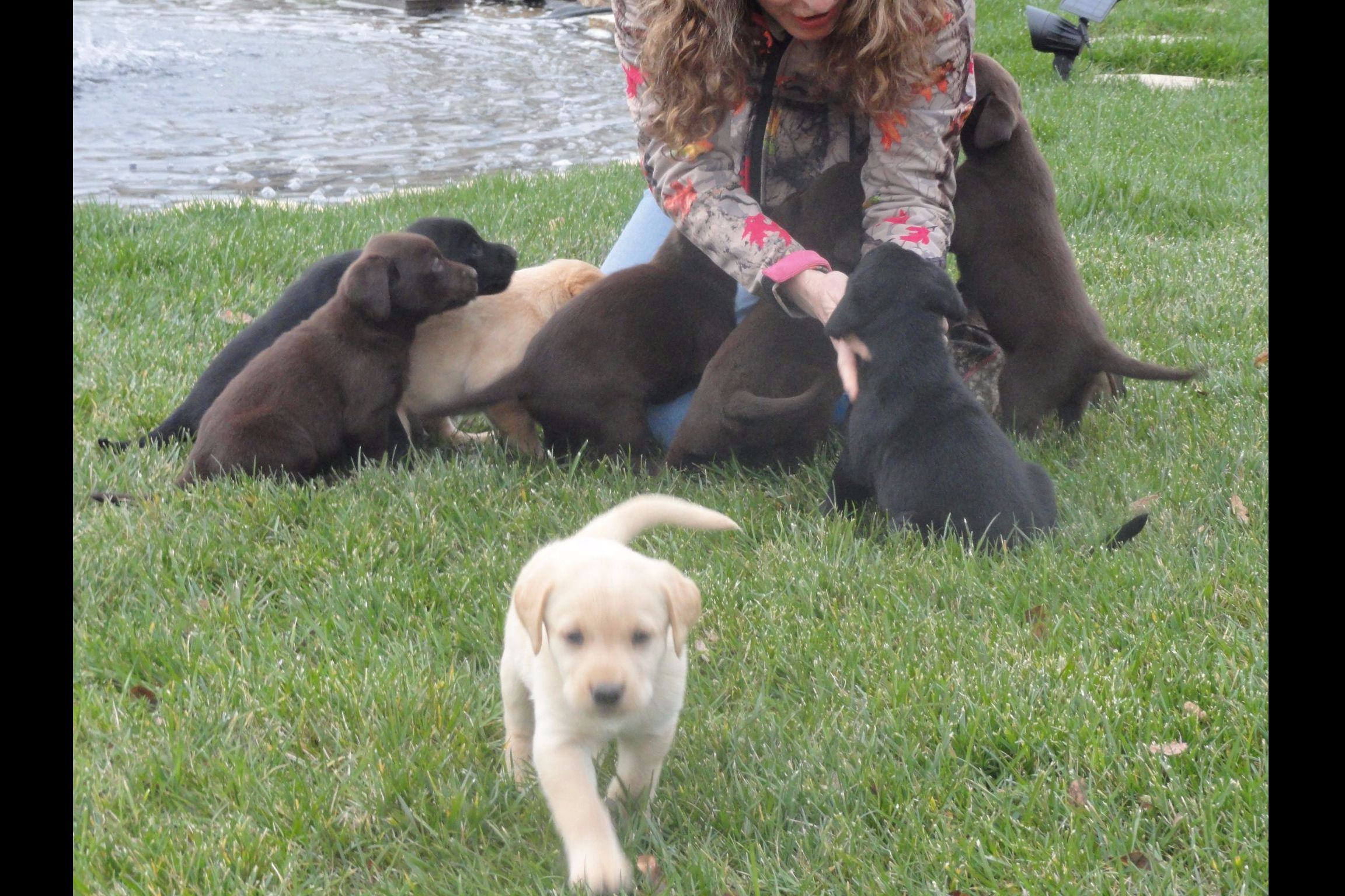John Dull, Buzzard Hill Labradors Labrador Retriever Puppies for Sale