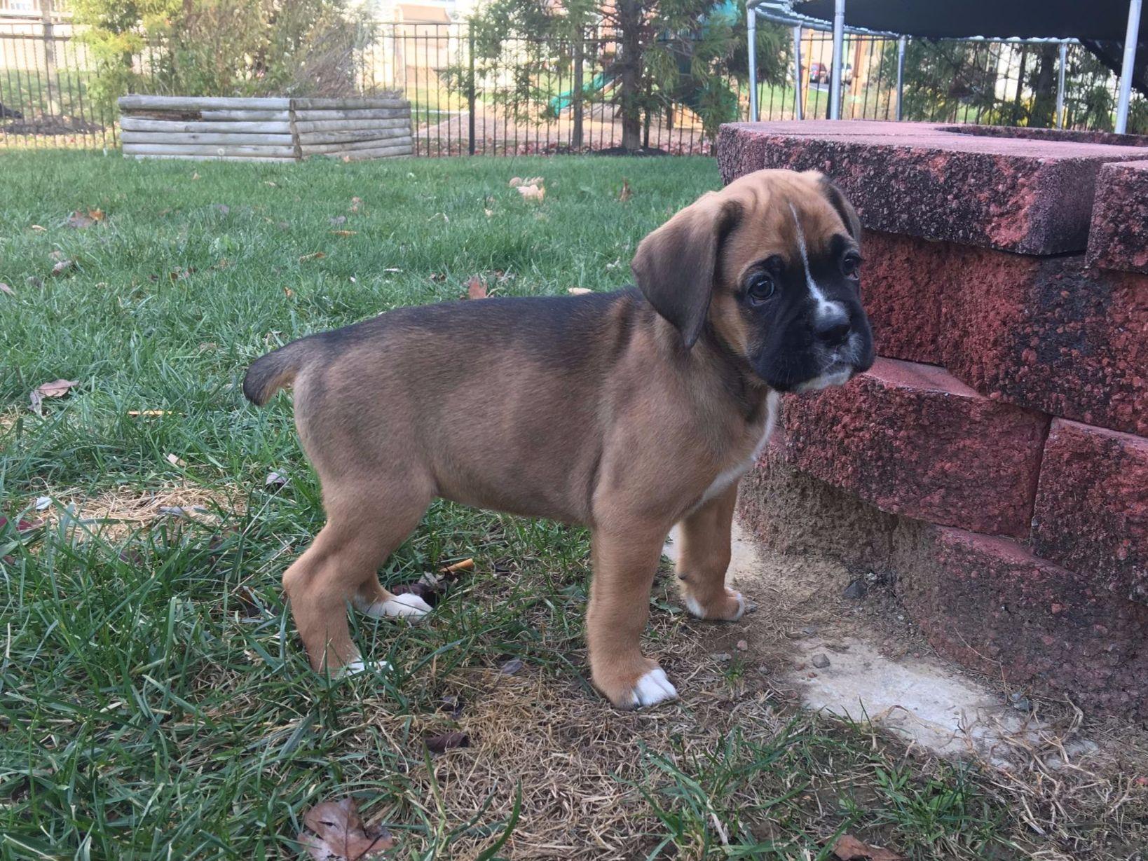 Kat’s Kennels LLC/Melendez Puppies Cane Corso Puppies for Sale in