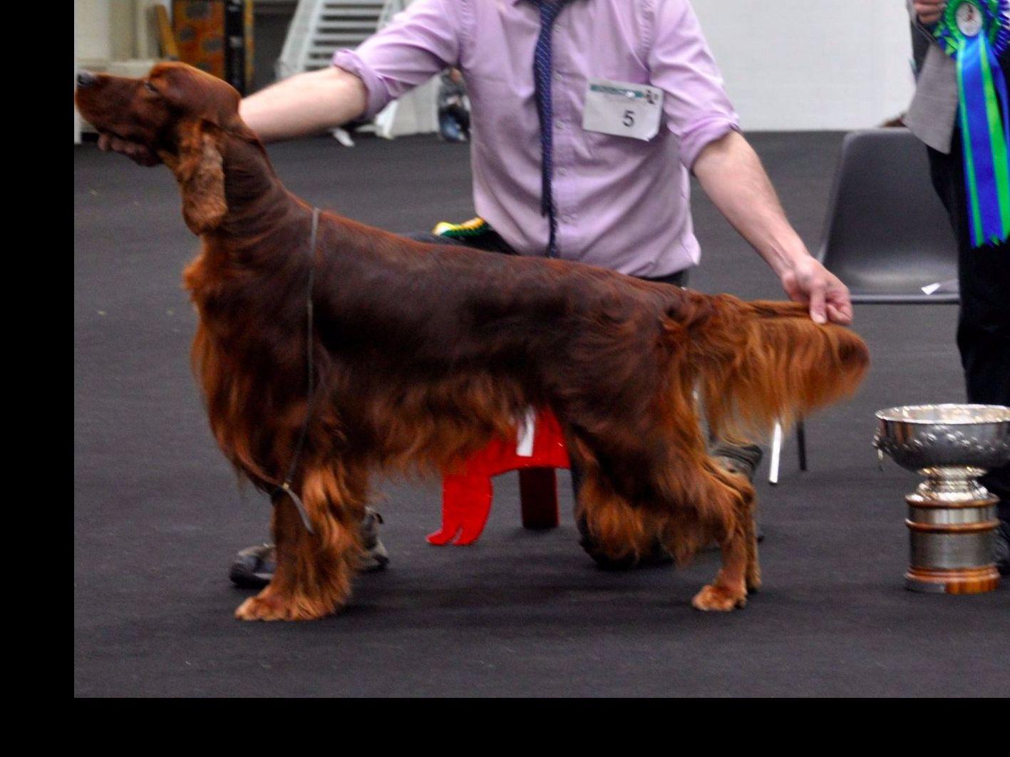 Imported Irish Red Setters Puppies For Sale