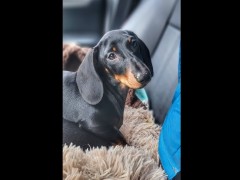 quality akc dachshunds