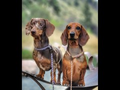 quality akc dachshunds