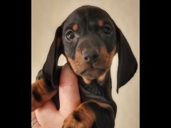 quality akc dachshunds