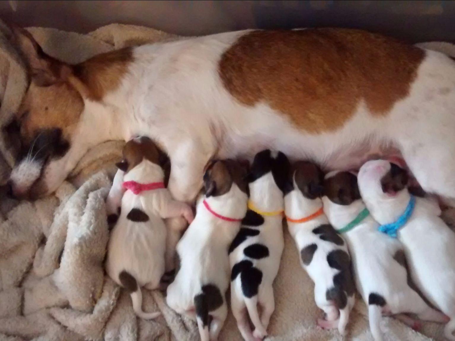 Lincolnshire English Jack Russell Terriers Puppies For Sale