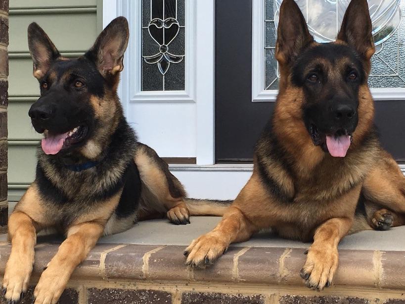 Sentinel K9 Puppies For Sale