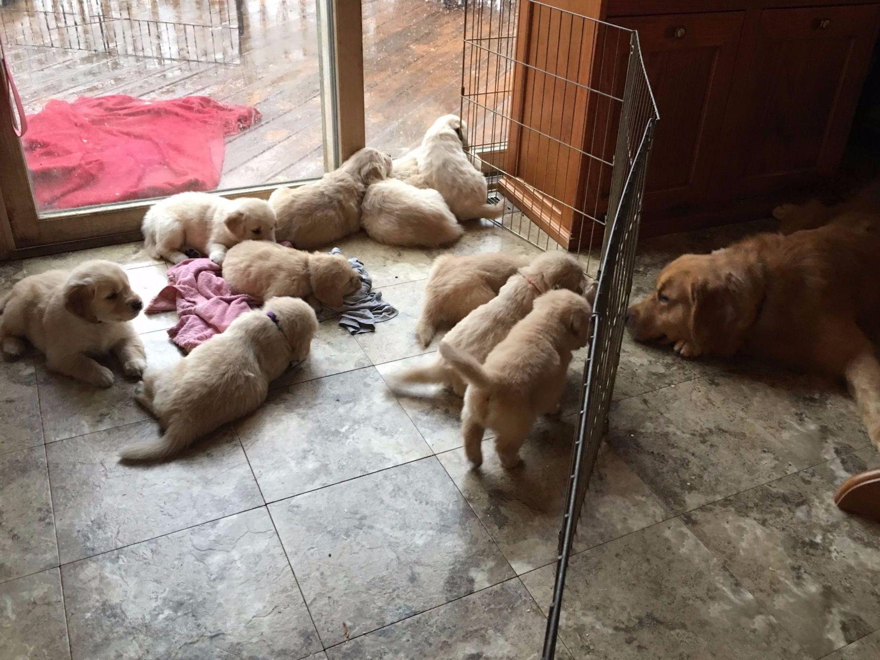 Lori Steck Golden Retriever Puppies for Sale in Joliet, IL AKC Marketplace