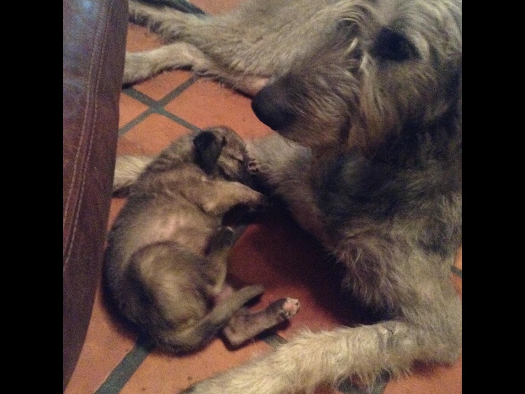 Celtic Ode Irish Wolfhounds Irish Wolfhound Puppies for Sale in