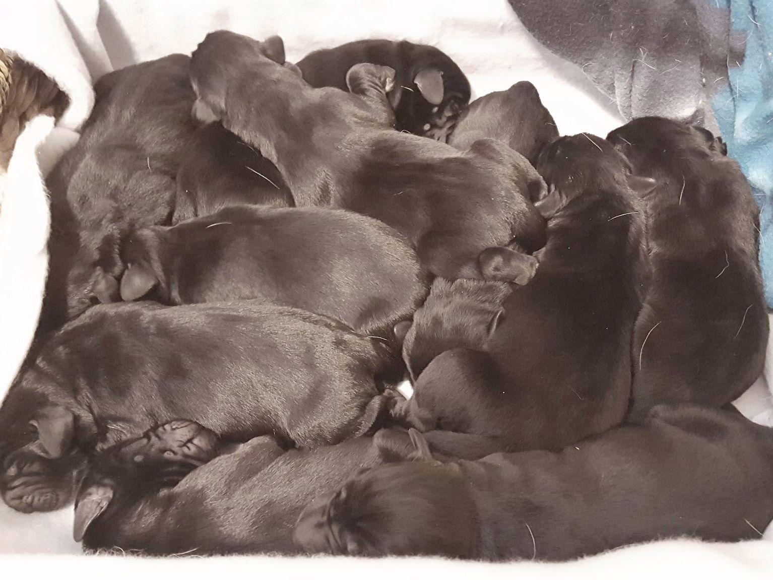 Jennifer Phillips Labrador Retriever Puppies for Sale in Loveland, CO AKC Marketplace