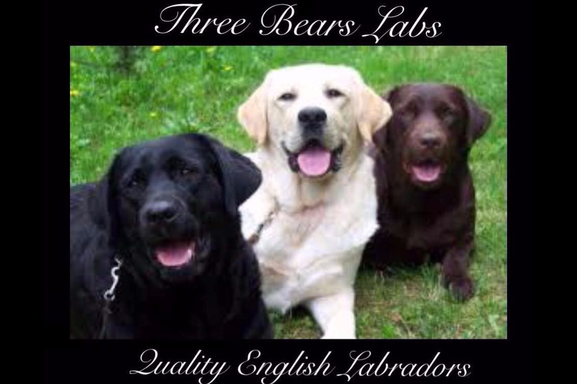 THREE BEARS LABRADORS Labrador Retriever Puppies for Sale in
