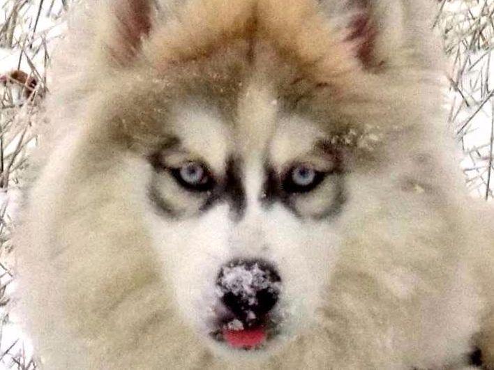 Clark's Siberian Huskies Puppies For Sale