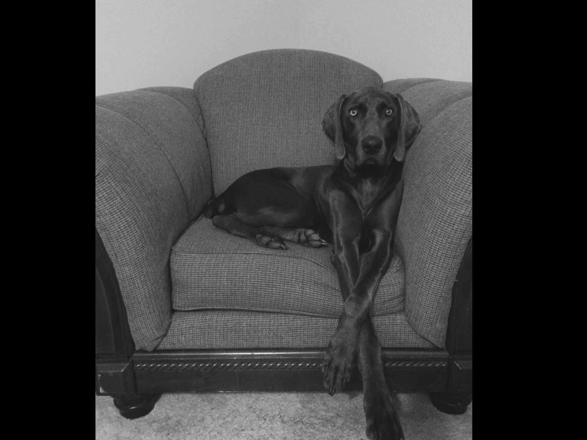 Brad Allen Weimaraner Puppies for Sale in Glasgow, KY AKC Marketplace