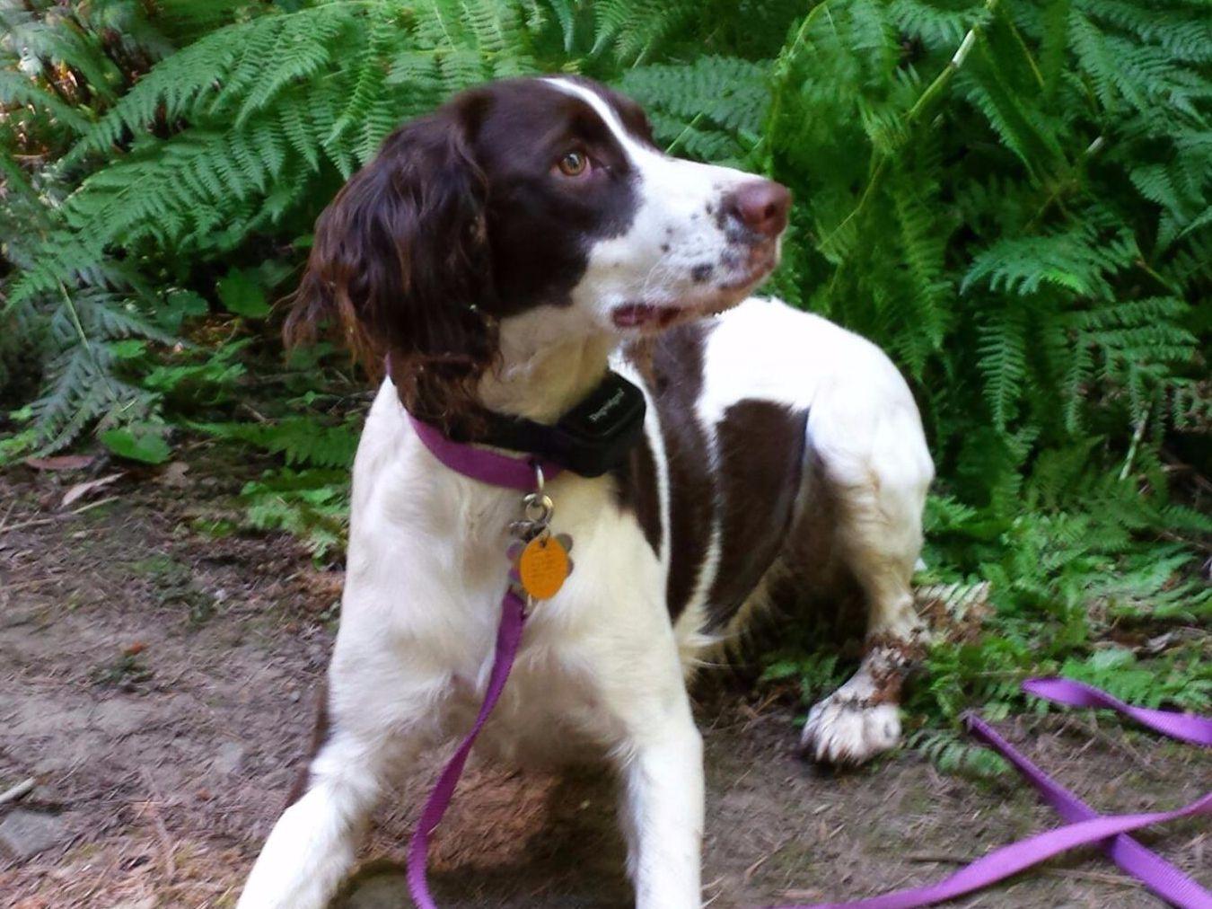 Daisyland Springers Puppies For Sale