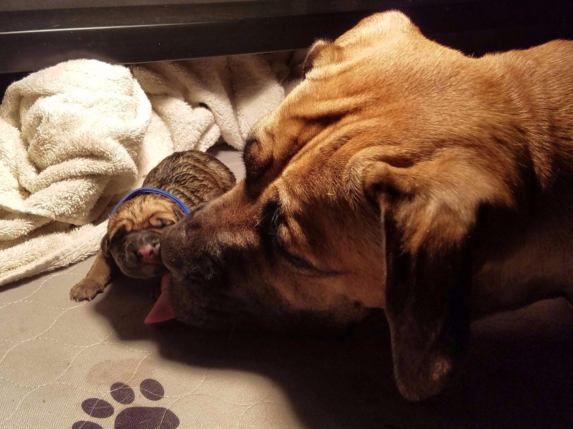 Siciliano Cane Corso Cane Corso Puppies for Sale in Clearwater, FL