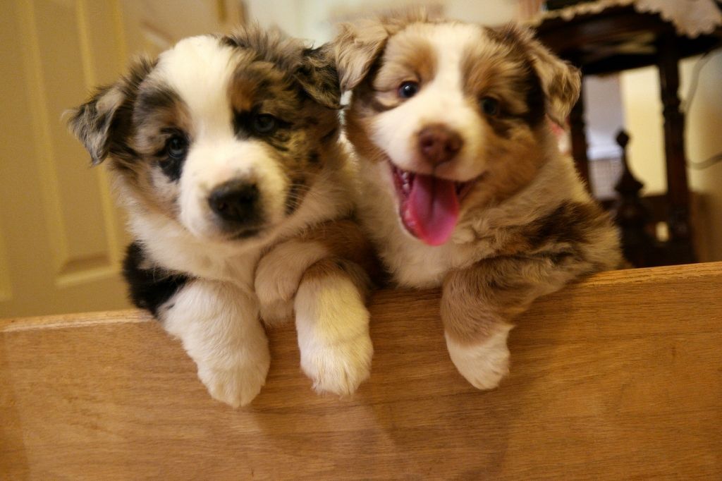 Skidmore Miniature American Shepherds Miniature American Shepherd