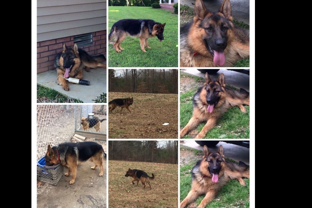 Dickson German Shepherds Puppies For Sale