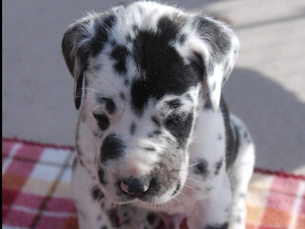 Brickhouse Danes Great Dane Puppies for Sale in Payson, UT AKC