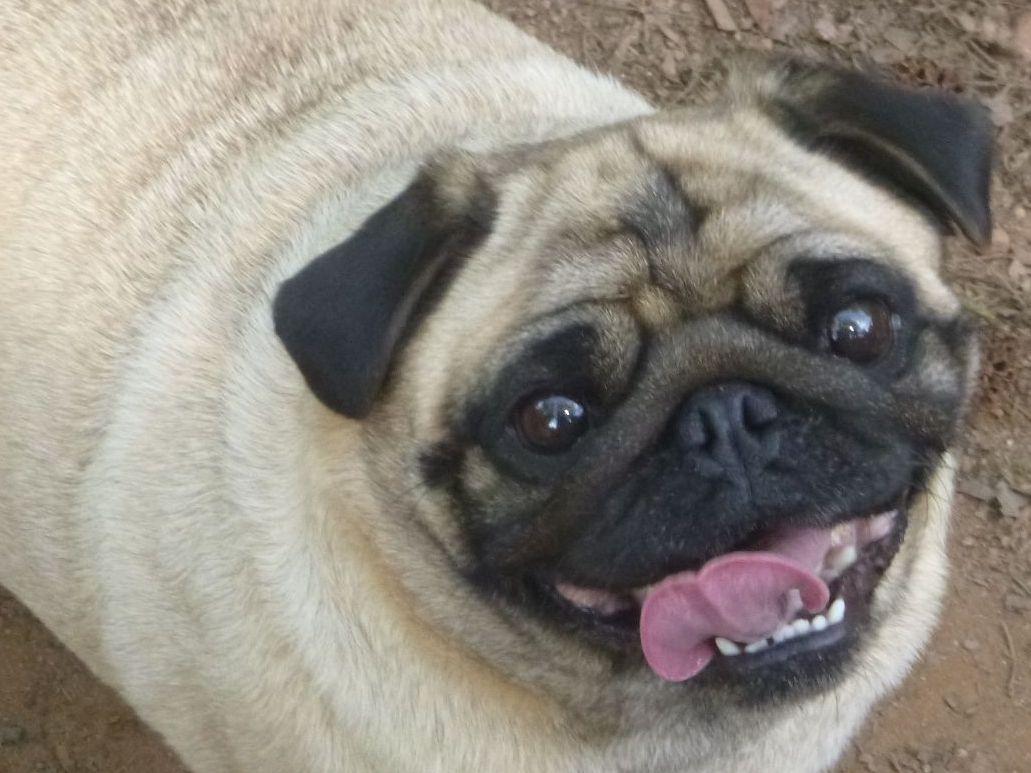 akc marketplace pugs