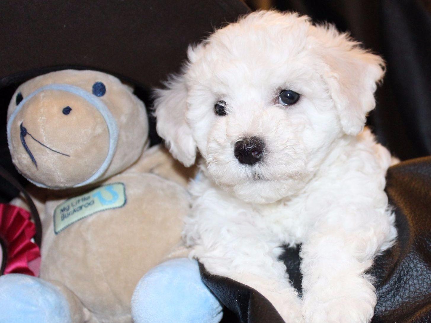 My Pretty Bichons Puppies For Sale