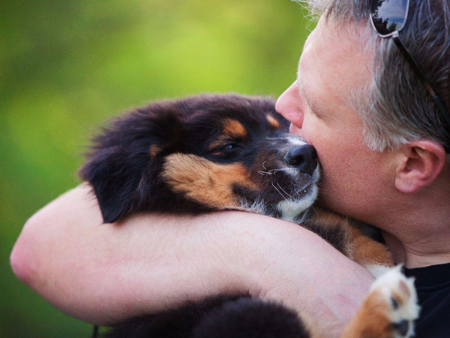 Laconia Australian Shepherds Puppies For Sale