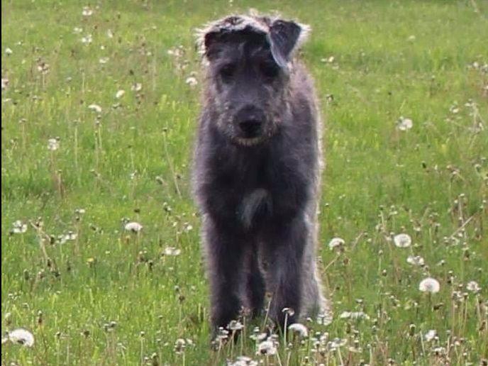 Stormborn Irish Wolfhounds - Puppies For Sale Stormborn Irish Wolfhounds - Puppies For Sale