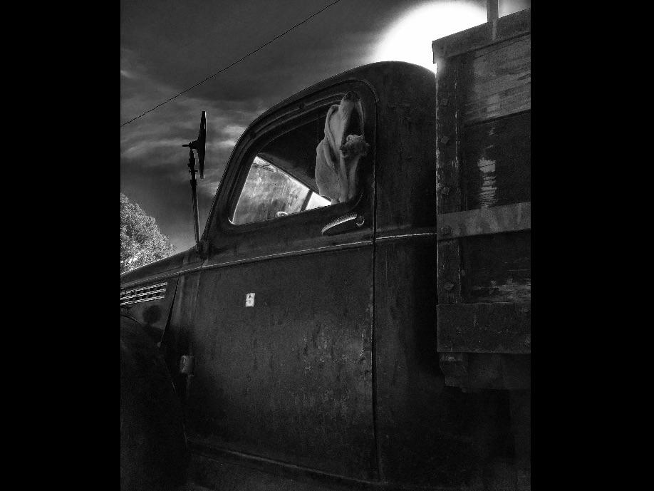 AMA ACRES Cane Corso Puppies for Sale in Seminole, OK AKC Marketplace