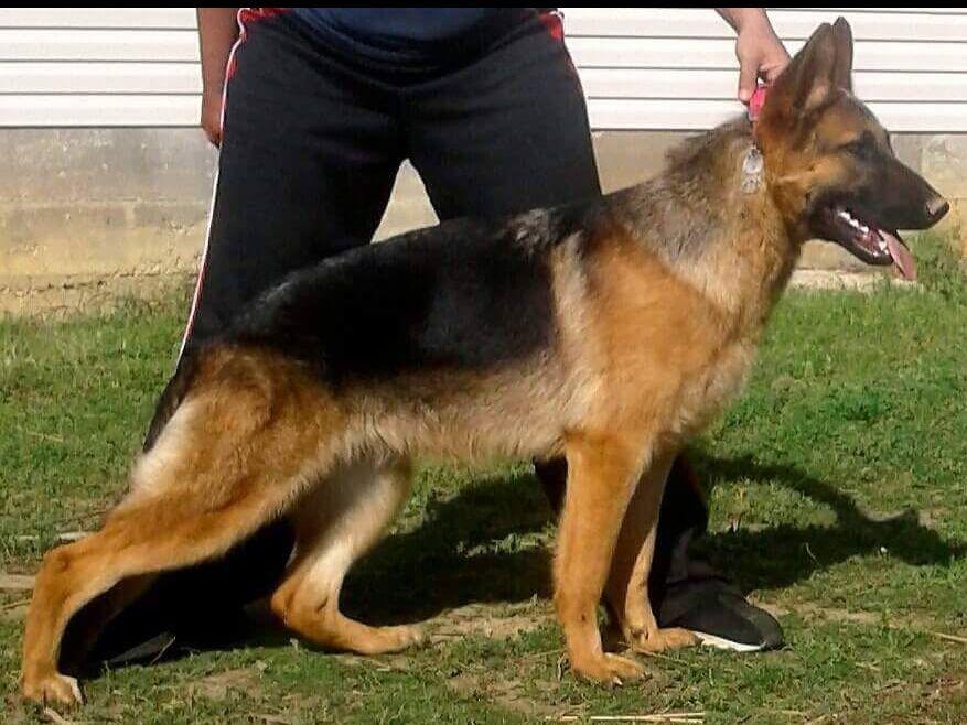 Kramer German Shepherds Puppies For Sale