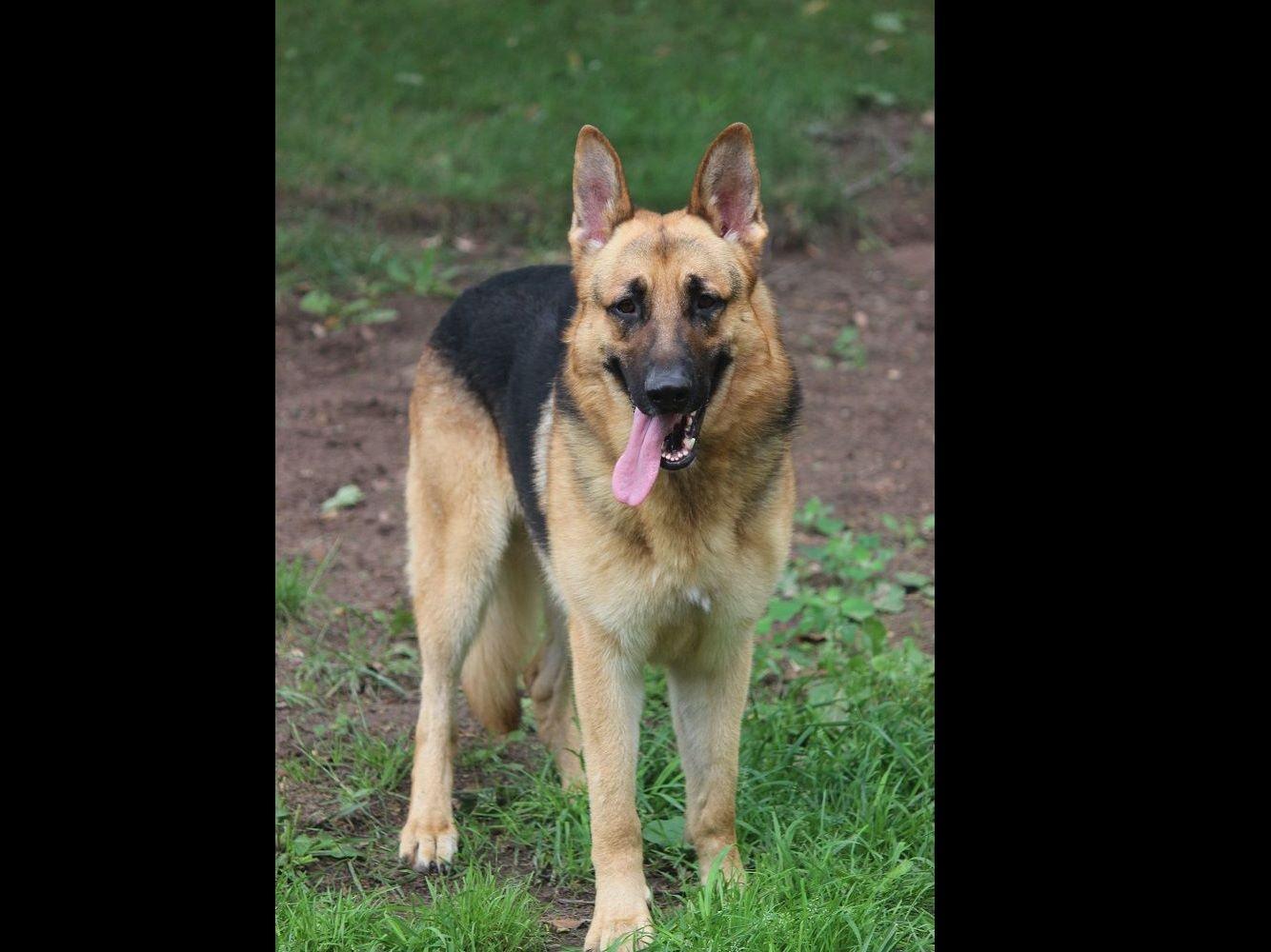 Browning Haus German Shepherds "World Class German Shepherds" German