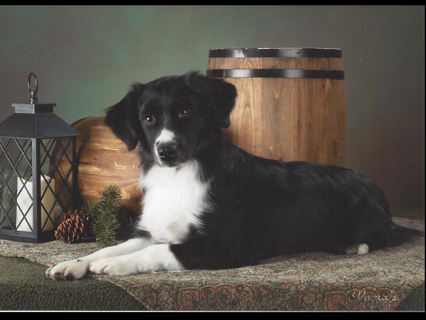 Lone Pine Miniature American Shepherds - Miniature American Shepherd