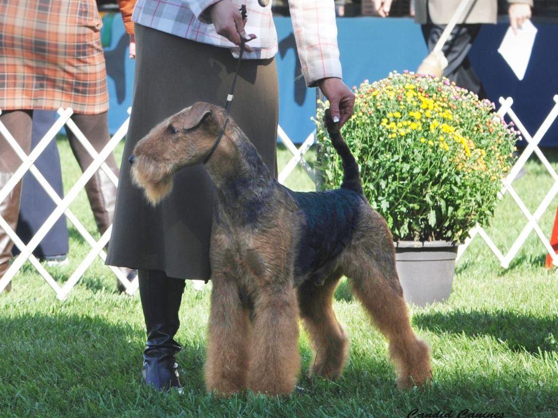 CAST IRON AIREDALES Airedale Terrier Puppies for Sale in Branford, CT