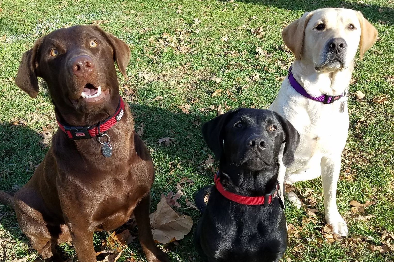MUDDY CREEK LABRADORS Labrador Retriever Puppies for Sale in